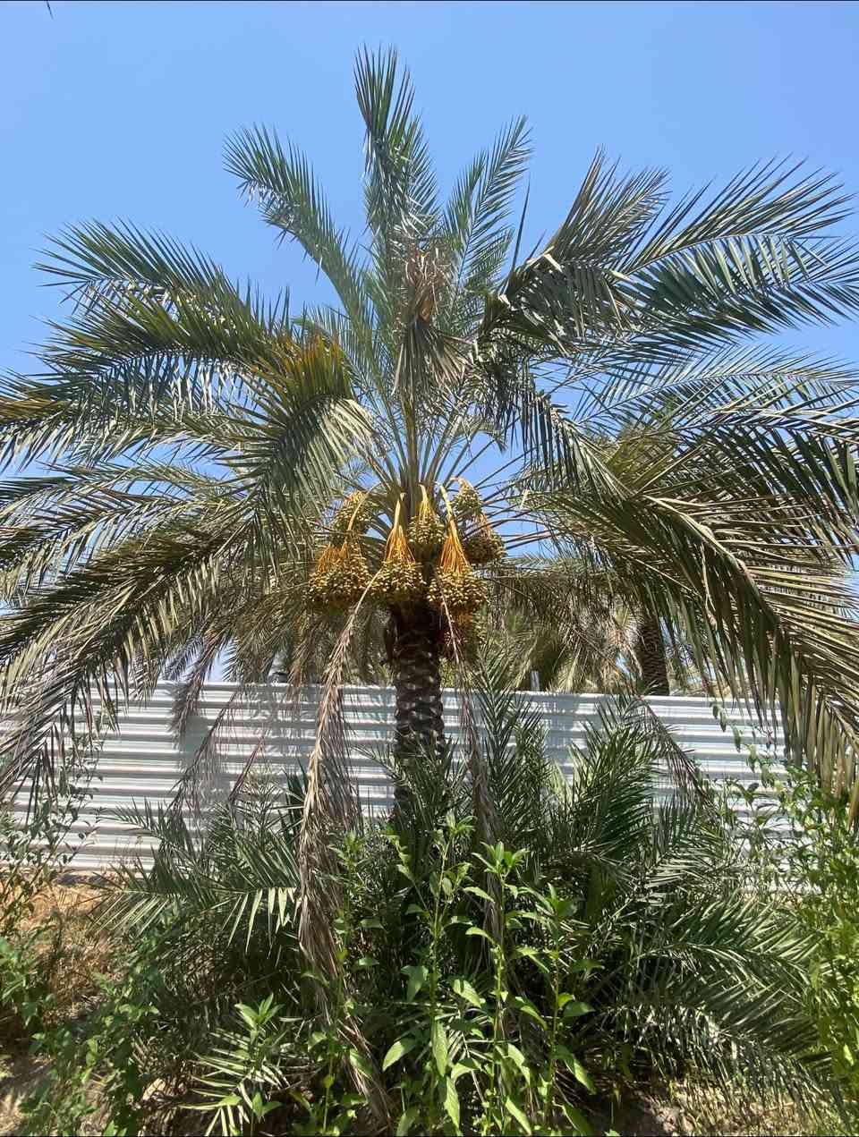 بستان نخل للضمان المكان شاطئ التاجي شارع ام الجدايل تبعد عن جسر الذراع من جهة الشط 3 دقائق 

تحتوي على 
15 زهدي 
16 خضراوي 
15—20 خستاوي 
10 بلاليز 
2 بربن 
4 سكري 
+ 8 ألوان غير معروفات 

البستان نظيفة كلش بدون اعشاب او عوائق والنخل كذلك جاهز تكريب -تلقيح -تركيس

للاستفسار 
***********
***********
