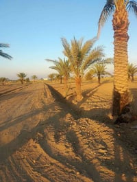 ١ دونم • بابو غريب سميلات • طابو زراعي