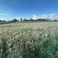 ٣٠٠دونم • طابو زراعي سند٢٥ • واجهة ٧٥٠م شاطئية