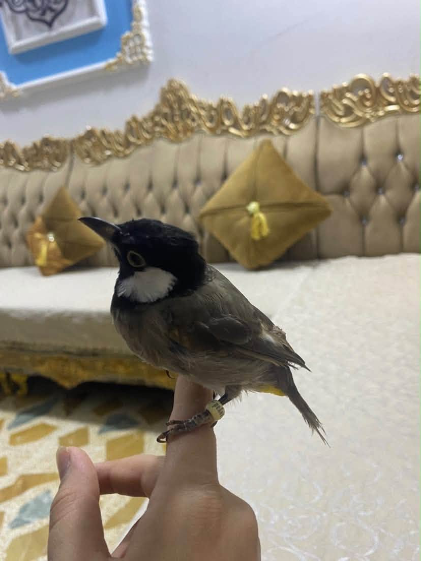 سلام عليكم شباب الطيبين يرحم والديكم اقرو المنشور زين ✨✨✨✨✨✨✨ للبيع بلبل تمر طفره
لاعوب وحلو يطلع وياك وين متريد نضيف مال بيت مو مال محلات يعني اني ربيتو على ايدي ومن اشتريتو هو اصغير من بيت مو من محل يعني ابو ومه هم مال بيت البلبل تغريد وطك اجناح فوللل

وملاحضه //المايعرف بل بلابل لا يعلق يرحم والديكم 

السعر 90وبي مجال  الريده مال بيت مال محل هاي ضلت يمكم  
لاستفسار ***********

محتاج افلوس ضروري ضروري الله شاهد لو ما محتاج مابيع ولا اطلو من البيت يشهد الله عليه 🤍
