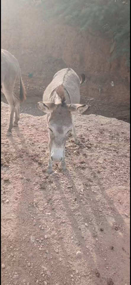 مطي • فحل • بصحة جيدة