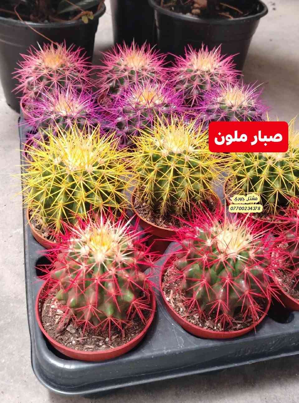 #على_بركة_الله_وتوفيقه 🌳🌳
وصول وجبة جديدة و مختلفة من النباتات الداخلية ظلية 👍🌳♥️

بانسب الاسعار و افضل الانواع 👍🌳❤️

مشتل جوري 🌳🌳

للأستفسار مراسلة الصفحة أو الاتصال على الرقم *********** + واتساب 

زورونا على عنواننا التالي 🍂🌸
صلاح الدين المجمع الدور السكني سوق الرابع
 مقابل مدرسة الريان // شارع قبل مدخل المدير العام 🌳🌳
