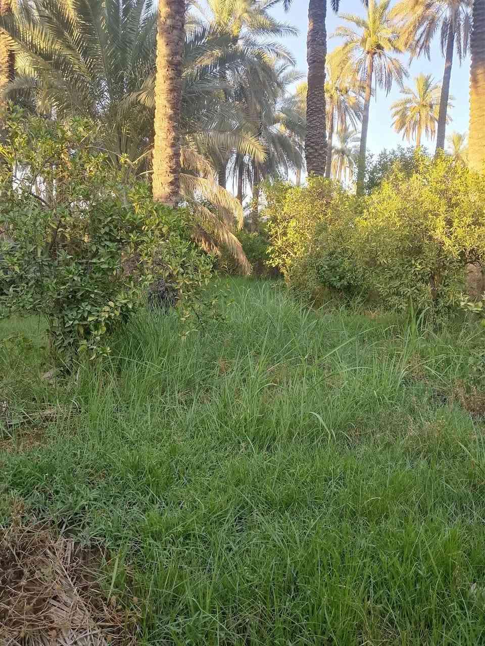 السلام عليكم بستان للبيع طابو زراعي سند 25 مساحته 750م واصله ماء وكهرباء زائدا حصه مائية موقعة الصويرة سدة بيت حسوني من جهة جسر الصويرة يبعد عن السدة 50م للاستفسار ***********
