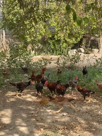 دجاج هراتي • للبيع