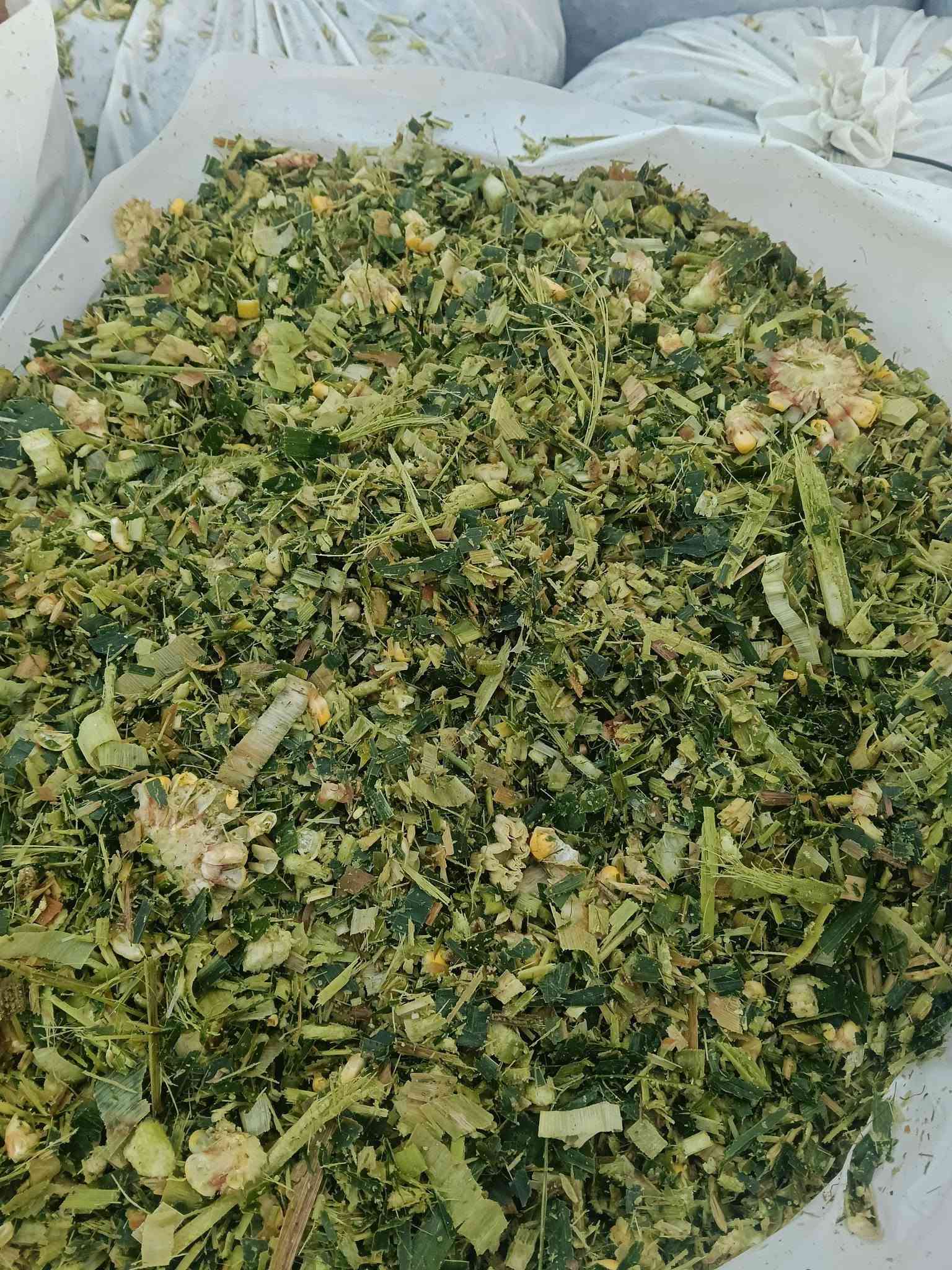 يوجد لدينا سيلاج للبيع مع العرنوص مطحون ومعبئا بااكياس من اجود الانواع مع رولات من اجود الانواع ويتحمل 3اشهر يوجد توصيل لجميع المحافظات ***********

نص مكتوب في الصور:
- 285 9 2 14 متابعة sarp ticaret sarp ticaret . أصلي · ... A+ KALİTE MISIR . المزيد إضافة تعليق...