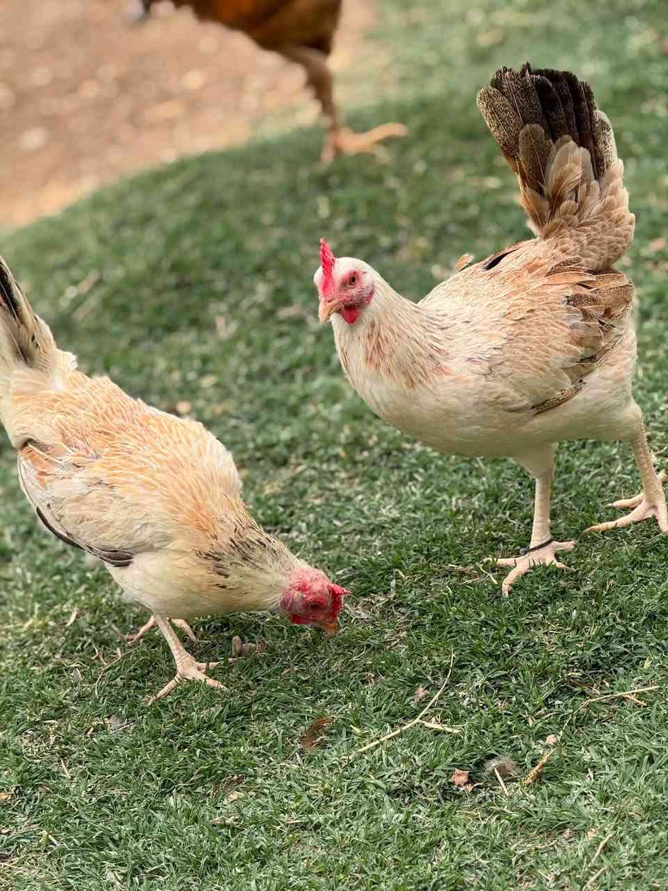 السلام عليكم متوفر طبقه بيض من هذا الحلال المستوى قوي كلش وحلال كلش غالي ماخذه الله شاهد خط اول الطبقه خزن جديد سعر 45 الف مكاني صقلاويه البوشجل الشراي يتصل ***********
