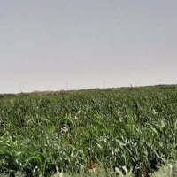 ميسان • ٧٠ دونم • ماء متوفر