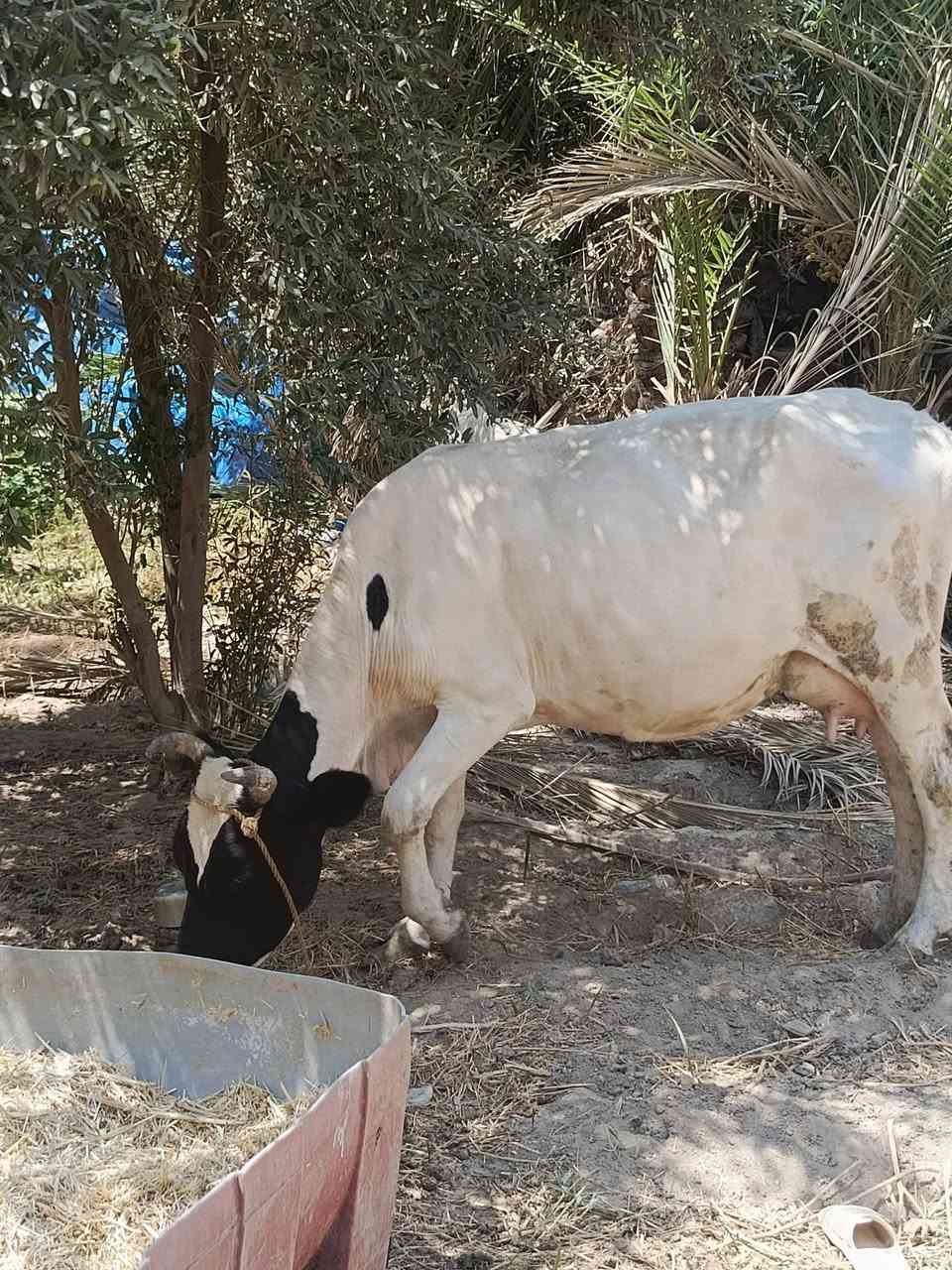 سلام عليكم دابه ثلث بطن وراها فحل فريزي دابه متعهده عله كل عيب شرط الصحاء صاحبت شطر وماعون عل حليب ابيع تحلب خير من الله المكان بابل القاسم السعر 2800وبيه مجال الرقم ‏‪***********‬‏ @إشارة
