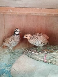 زوج سمان بوب وايت المغرد الامريكي امايات بياضات سعر 40 قفل قفل لتدخل ت...
