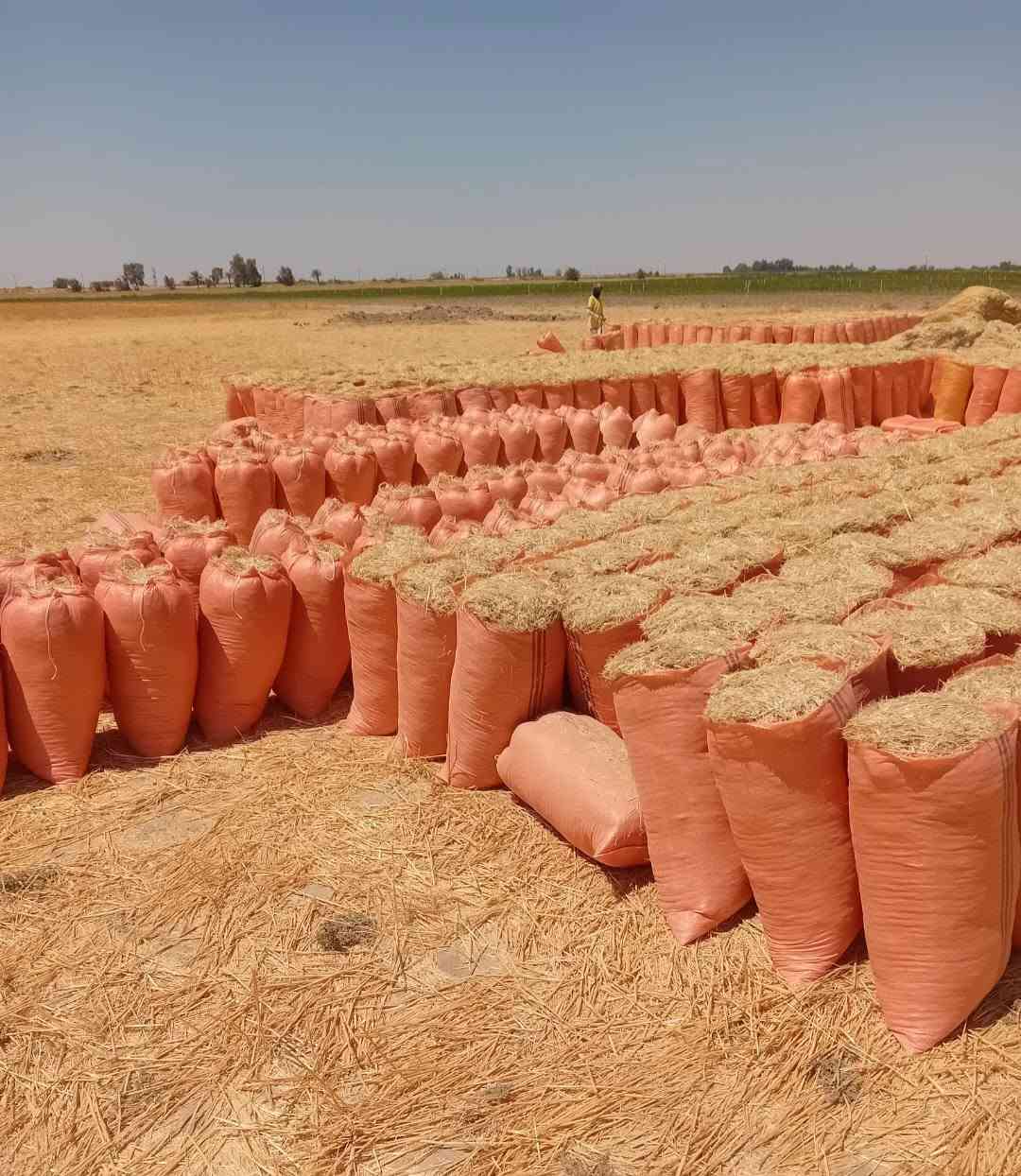السلام عليكم تبن للبيع حجم الكيس أبو 60 سعر الزوج مطروح بالمكان 2500 ويوجد خدمة توصيل أجرة محافظات صلاح الدين بغداد الأنبار ديالى كربلاء بابل النجف والتواصل مراسلة الصفحة على المازنجر أو الواتساب أو الأتصال على الأرقام التالية *********** / ***********
