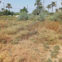 قطعة أرض • ٣٠٠م • شعب السريدات