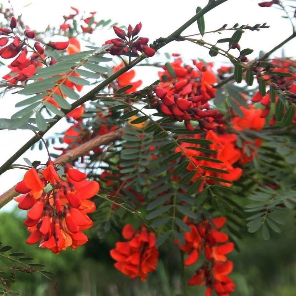 السلام عليكم متابعينا 🤍.
بمناسبه الموسم الربيعي توفرت شتلات جديده من الاكاسيا الحمراء 🍁🌺

ارتفاع متر واكثر تقريباً ✨🪻
السعر ١٢  الف 🍄

الوصف النباتي بالأسفل🩵

شجرة معمرة دائمة الخضرة سريعة النمو، 
 مزهرة في الربيع الازهار 
 تصل الى طول 15 م  تحتاج إلى اشعة شمس كاملة او جزئية وتربة رطبة خصبة جيدة الصرف وتتحمل الجفاف لفترات طويلة التكاثر بالبذور 
من فوائدها الطبية 
الاوراق المكسرة تستعمل لعلاج الالتواء والتورمات و الروماتيزم 
اللحاء لعلاج الحكة و المغص والسكري والحمى و منشط ،
عصير الازهار يخفف من قتامة الرؤيا 
الجذر يستخدم لعلاج الملاريا  
📍 متوفر توصيل لجميع محافظات العراق 🚗 🚗 
📍 للحجز والاستفسار يرجى مراسله الصفحه او مراسلتنا على واتساب من خلال الرقم:
***********

