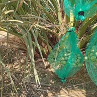 فسائل برحي • من تحت الأم • البصرة سفوان