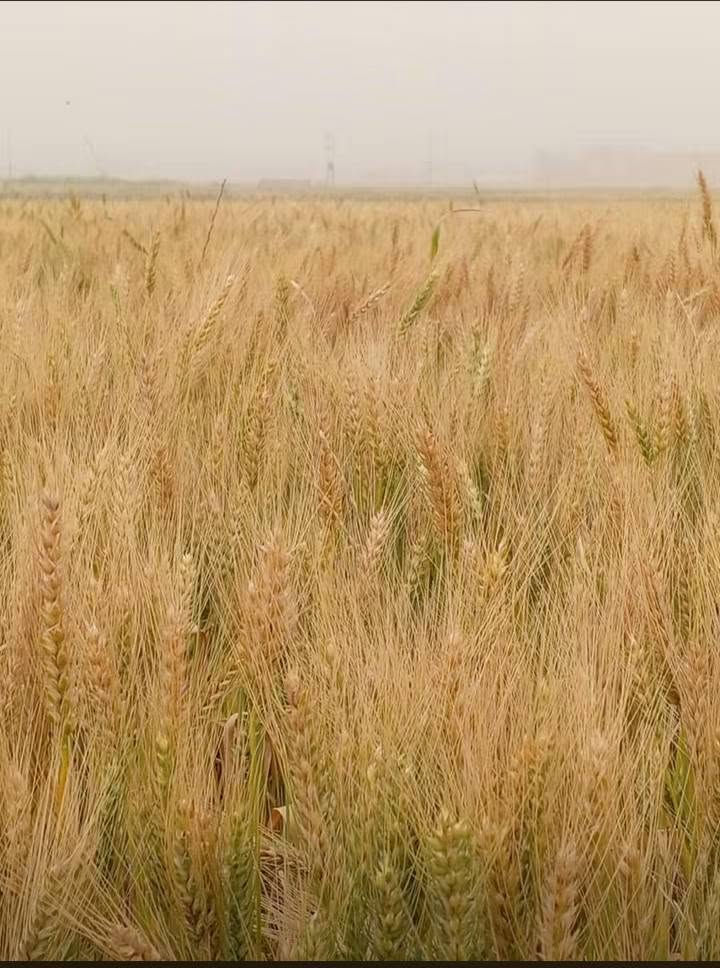 السلام عليكم ورحمة الله وبركاته يوجد حنطة نزار بنت البنت منقيه ومكيسه لبيع الاستفسار على الرقم ***********
