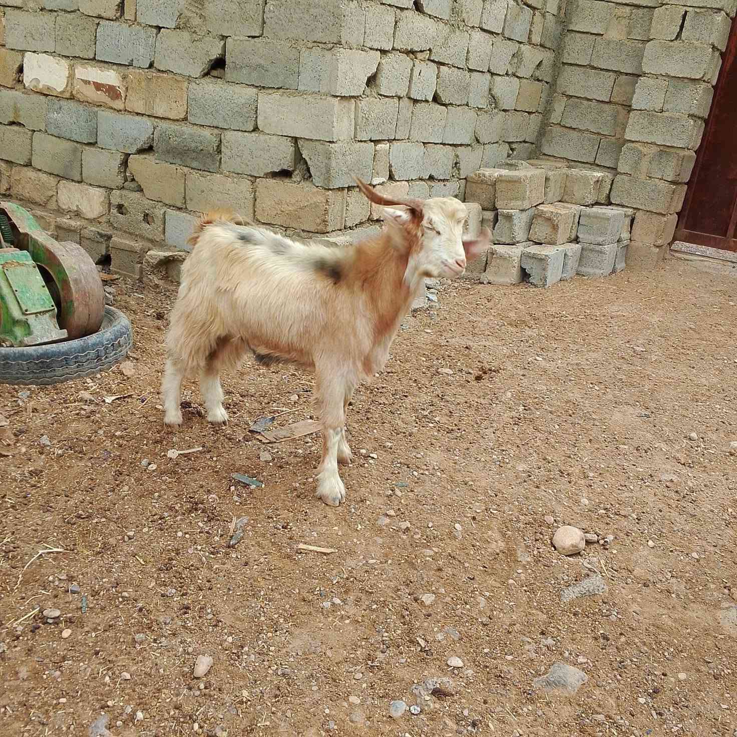 صخول • عدد ٧ • للبيع