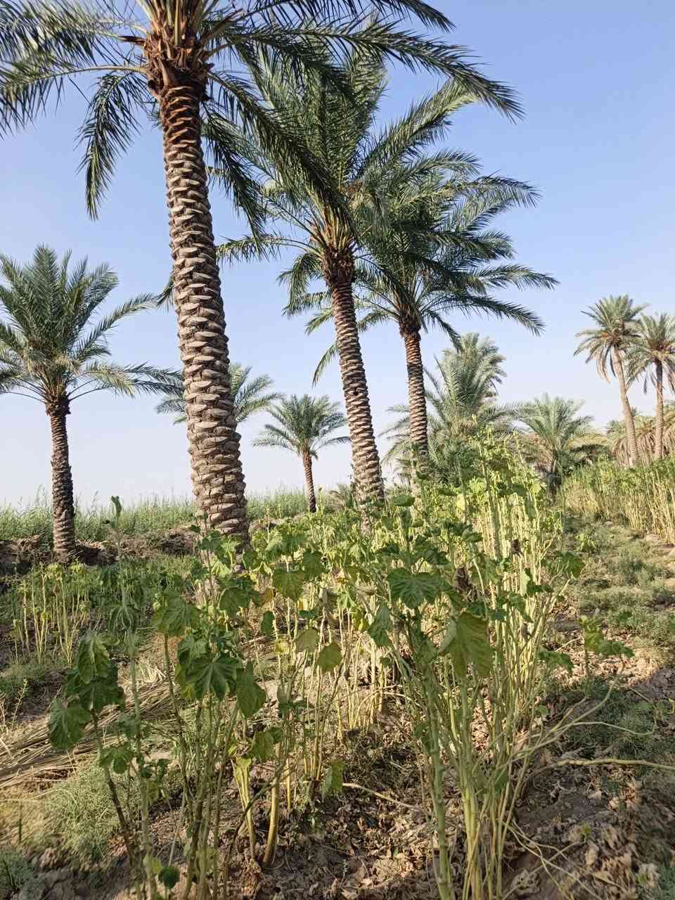 دونم • بستان • طابو سند ٢٥