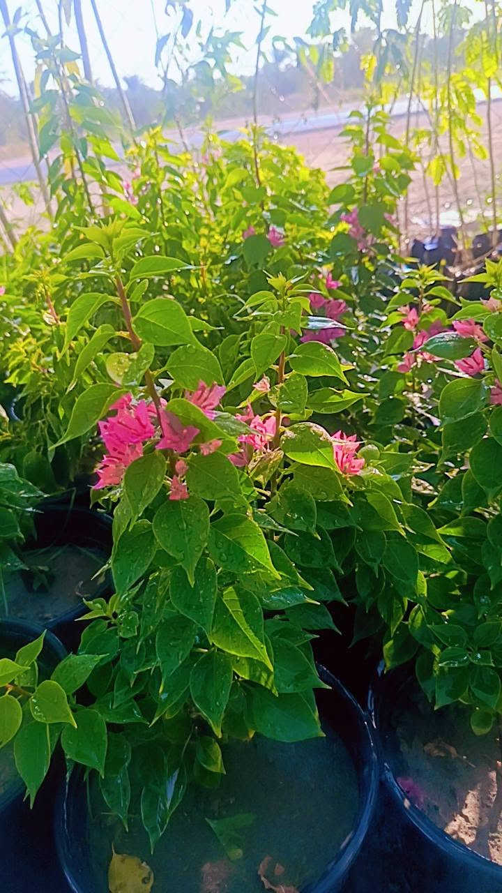 مشتل سيد حسين • قرب جسر الصويره • جوري عراقي عطري