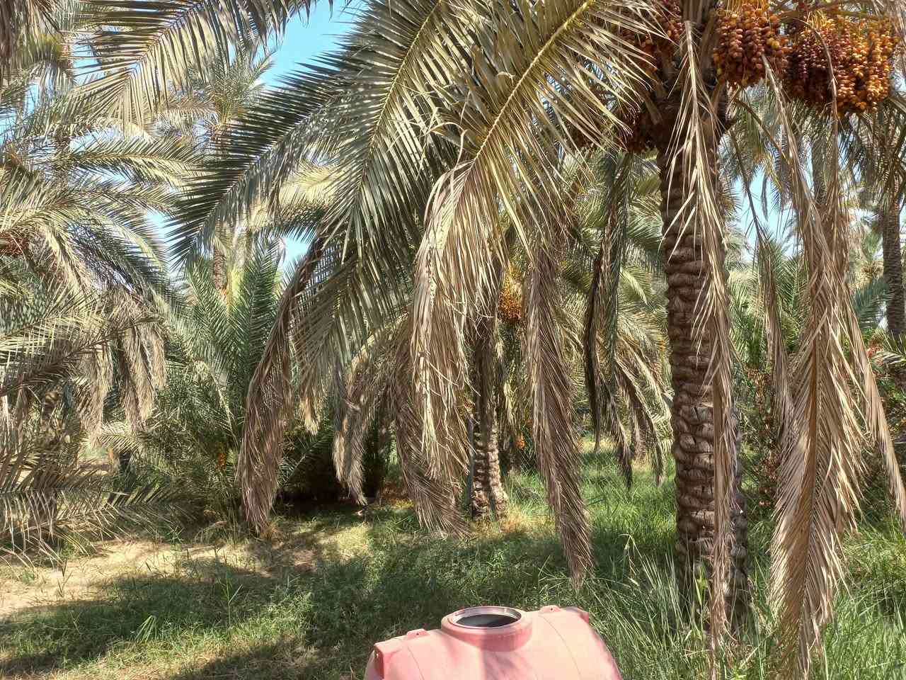 السند (٢٥) تحويل لكافة السهام. المساحه في السند ٢٢٠٠م أما. في واقع. الحال (١٨٠٠م) البعد من مركز كربلاء ٦كم الشارع  مهيأ للتبليط مجرد وقت تتوفر اغلب الخدمات العنوان كربلاء طريق البارون بالقرب من ااكنطره البيضه ؛ ومرحبا بكم : للبيع ١٨٠٠م طابو س ٢٥ فلاحه ملاجه تحويل كافة السهام في العقاري تحتوي اساس رباط ٢٨٠م درجه أولى البستان مخدوم. ويتنوع في غرس. النخيل للاصناف الممتازه  كما تتوفر مياه السقي والاساله. وباقي الخدمات  الواجه ١٥/٥  السعر ٣٢٥ مليون مع مجال بسيط ومداوله مع. مالك الارض التفاصيل الأخرى والاستعلام. واصلونا. هاتفيا واتساب. خاص مع وافر التقدير  زدمتم سالمين (***********)
