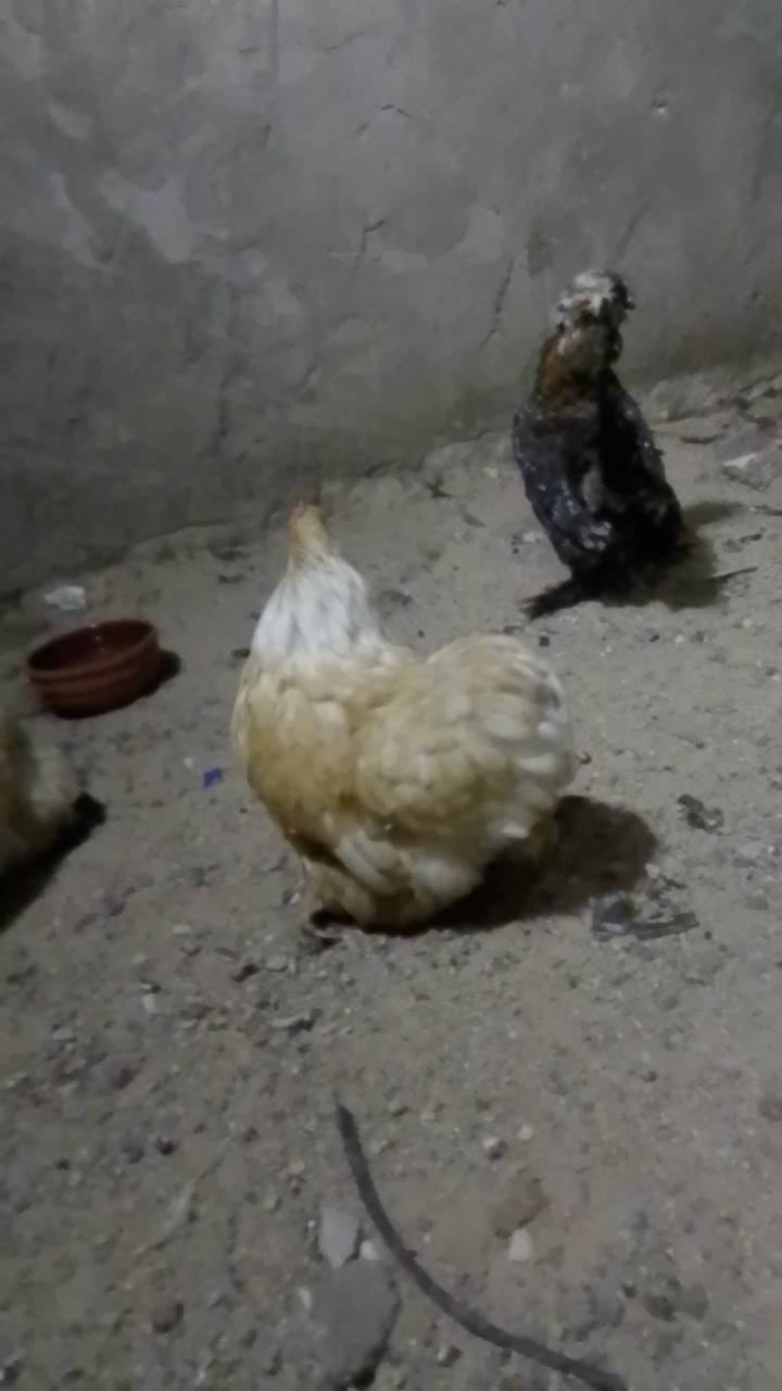 سيت كوشن • كولدن • بصرة براضعية