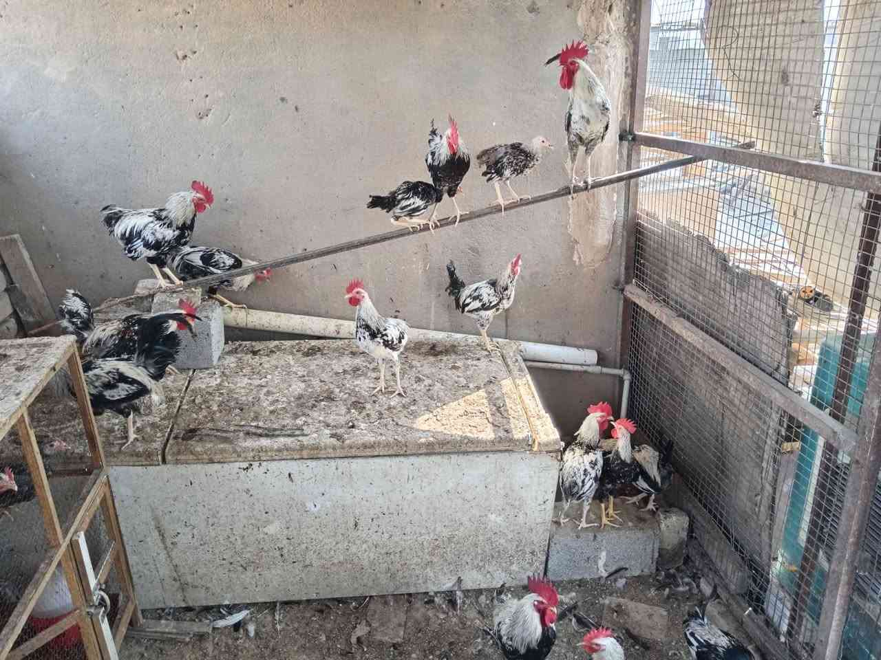 ديوجه دندراوي • ١٨ طير • مجموعة فقط