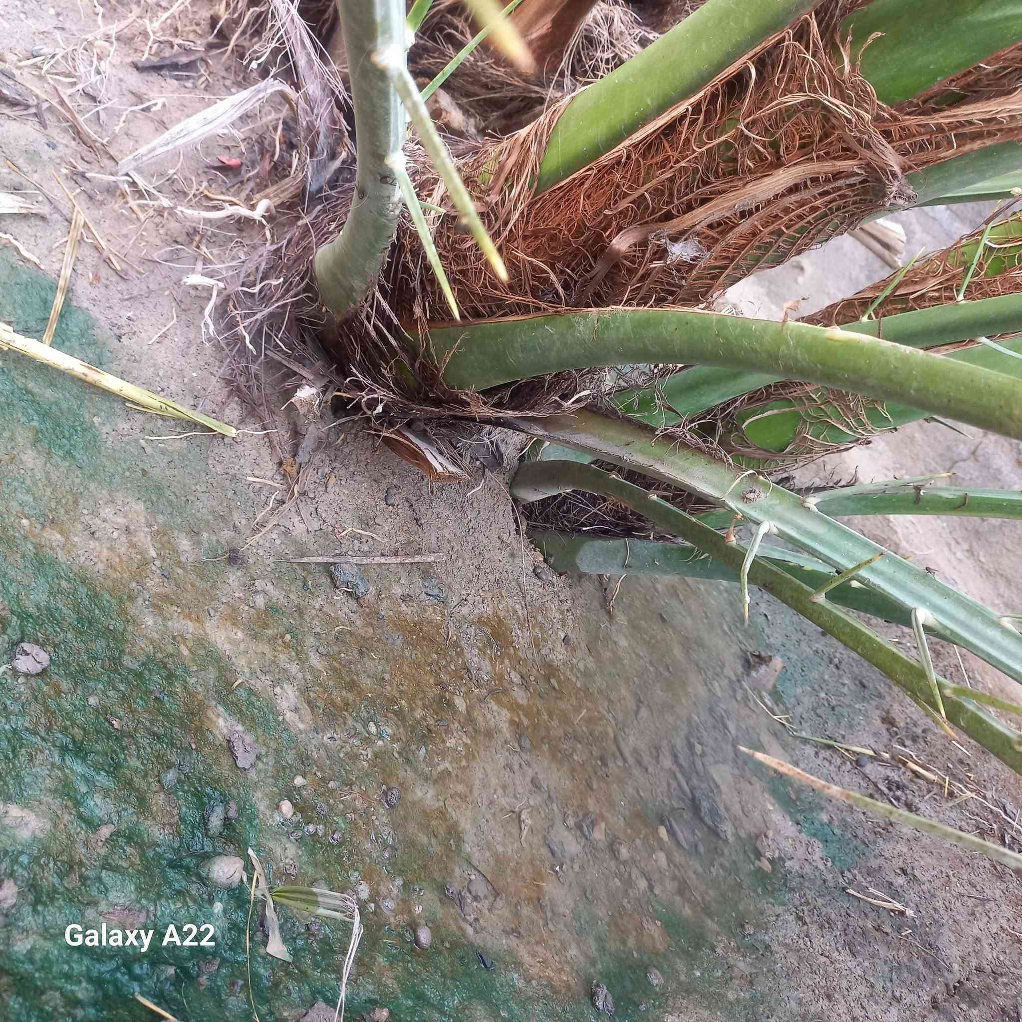 فسائل برحي • القرنه • الشرش