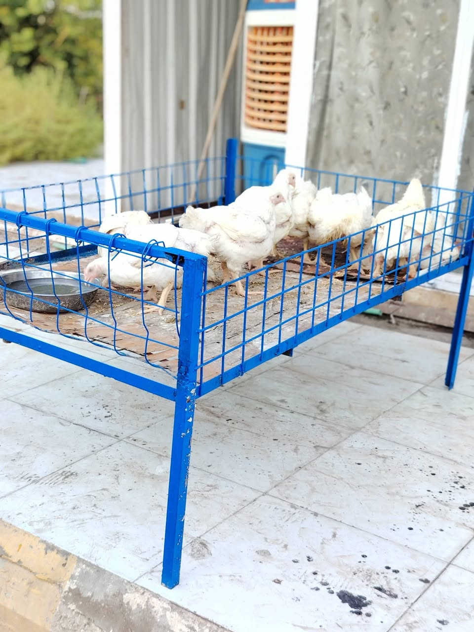 قفص دجاج • للبيع