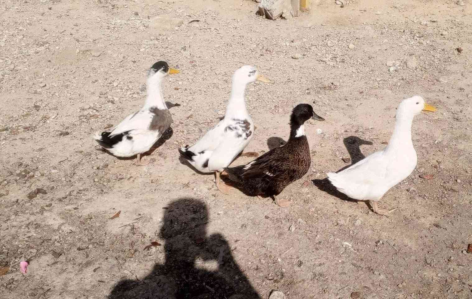 بط عادي • دواجن