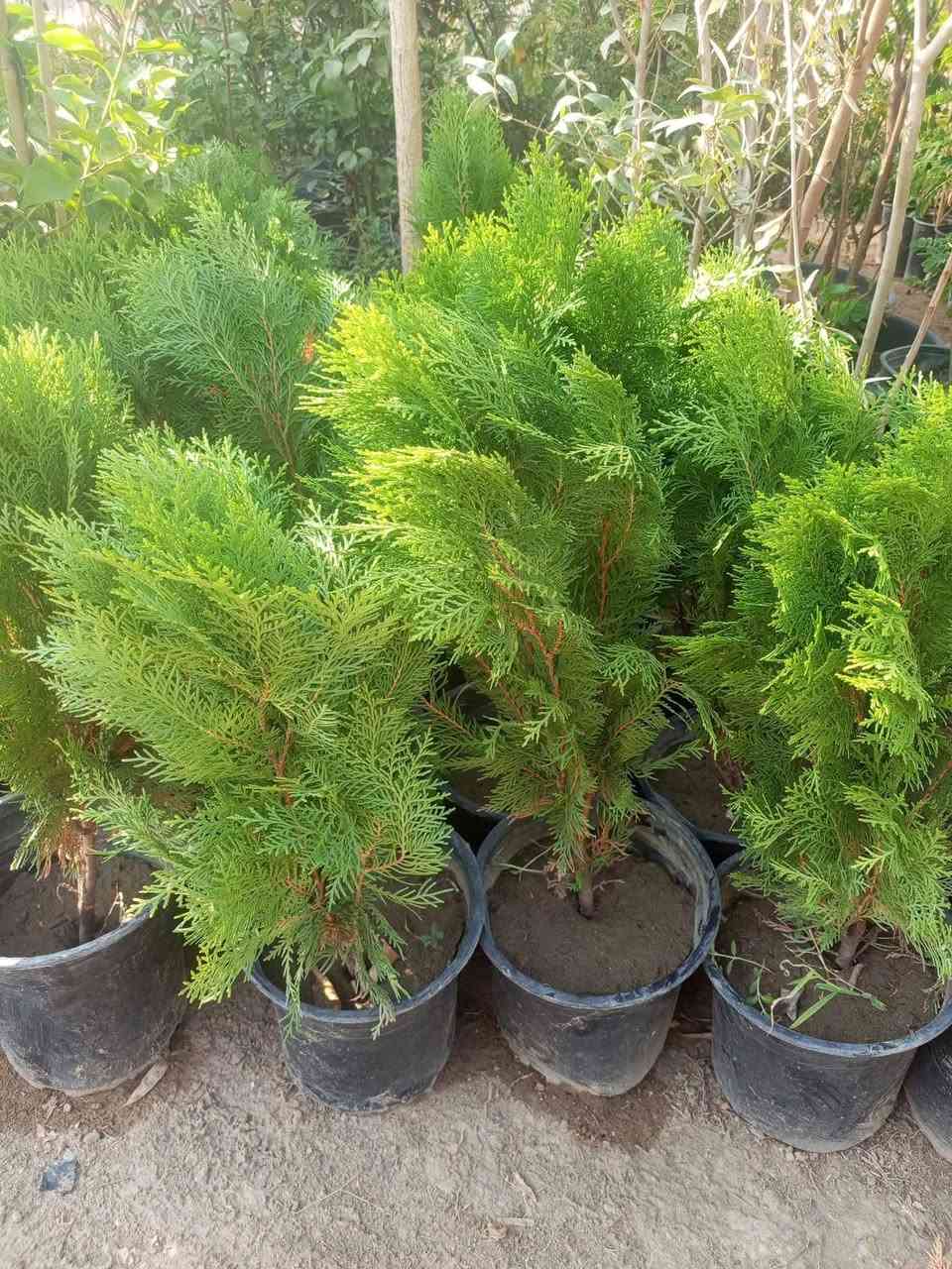 مشتل الجمعيه
يتوفر لدينا مجموعه من النباتات الخارجية 

الدجيل الجمعيه خلف الدفاع المدني 

للاستفسار والحجز مازنجر واتساب ***********

توجد لدينا خدمه توصيل داخل الدجيل
💯💯💯💯💯💯💯💯💯💯💯💯💯💯💯💯
