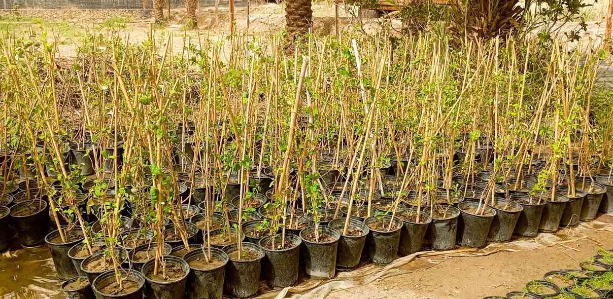 ،،مشتل الساقي
🎄   /عنوان التميز والابداع /🎄
                              🌳  /بأسعار تنافسية/،🌳
   ..  .... متوفر سدر مطعم تفاحي بصراوي🌲🌲🌲🌲🌲
......... متوفر    سدر مطعم باكستاني 🌲🌲🌲🌲🌲🌲
......... متوفر   سدر مطعم تفاحي. راسي 🌲🌲🌲🌲🌲
سندانه حجم 32🪹🪹
     
ملاحظه ( جميع صور موجود  راسلني  مازنجر   مفتوح) 🪵
متوفر كميات شكد متريد   

                  
             
  العنوان /بابل /........... +++🪸
📞*********** 📞  او ماسنجر
