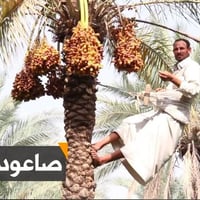 تنظيف نخيل • تطهير • صاعد النخل