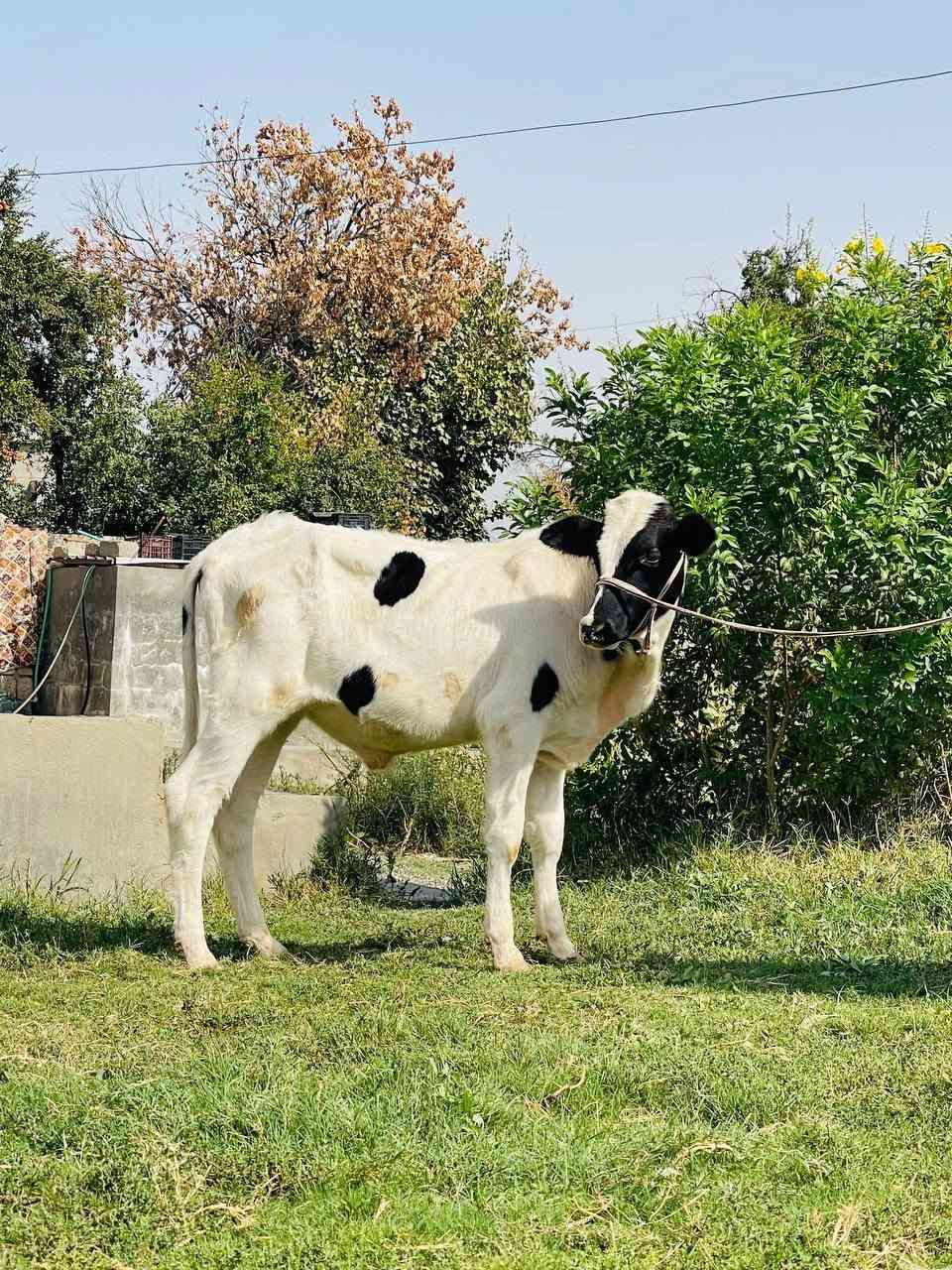 حولي • جنس اصلي • صلاح الدين الشرقاط