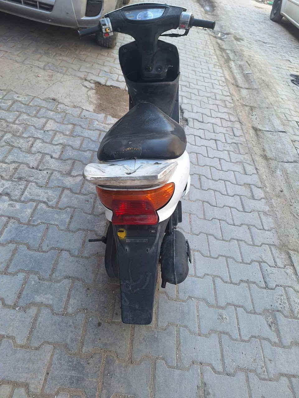 عصفورية • ابيض • مكفولة