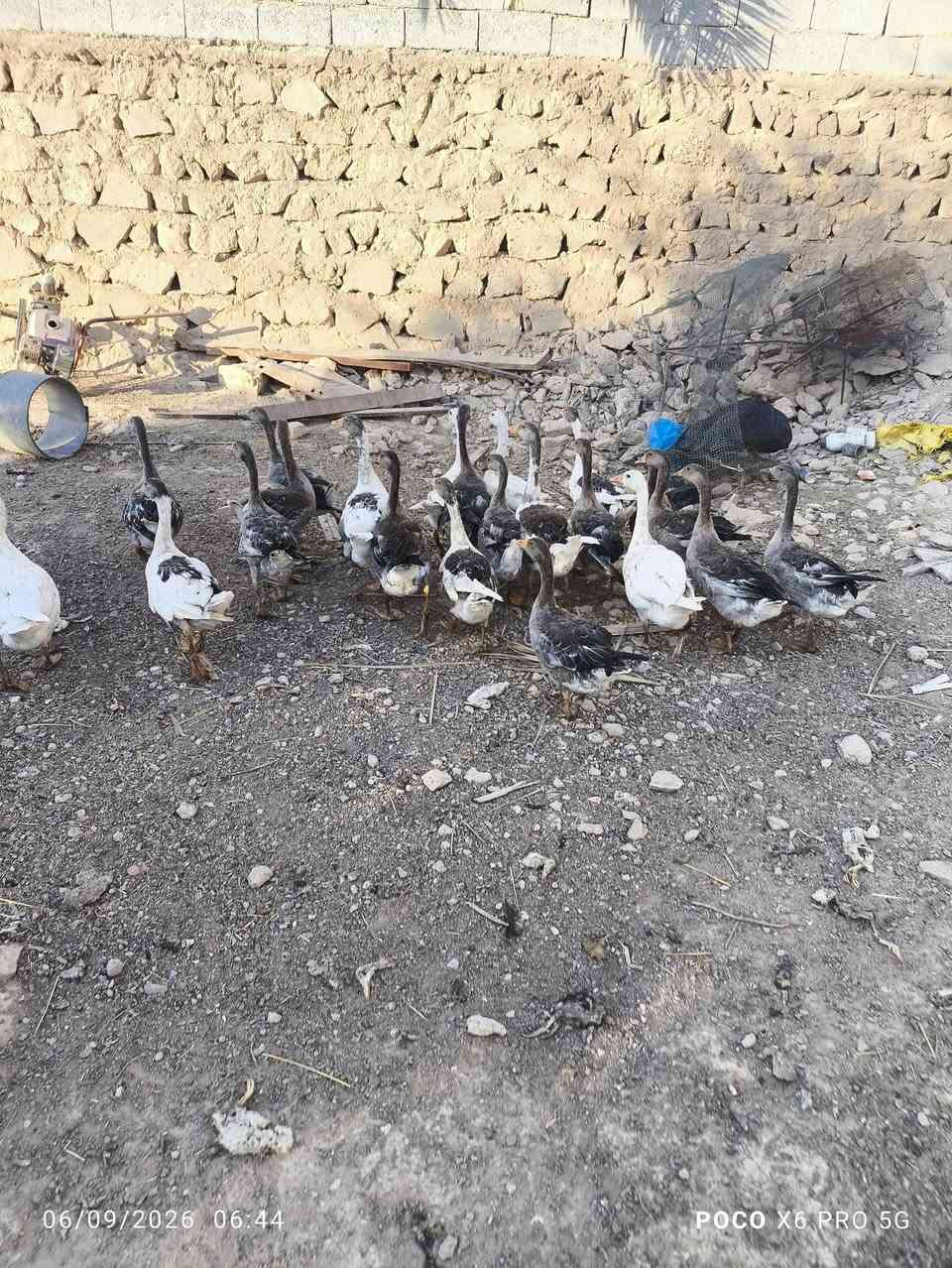 سلام عليكم بط للبيع سعر الزوج 33 الف بي مجال قليل نجف ابو صخير ***********
