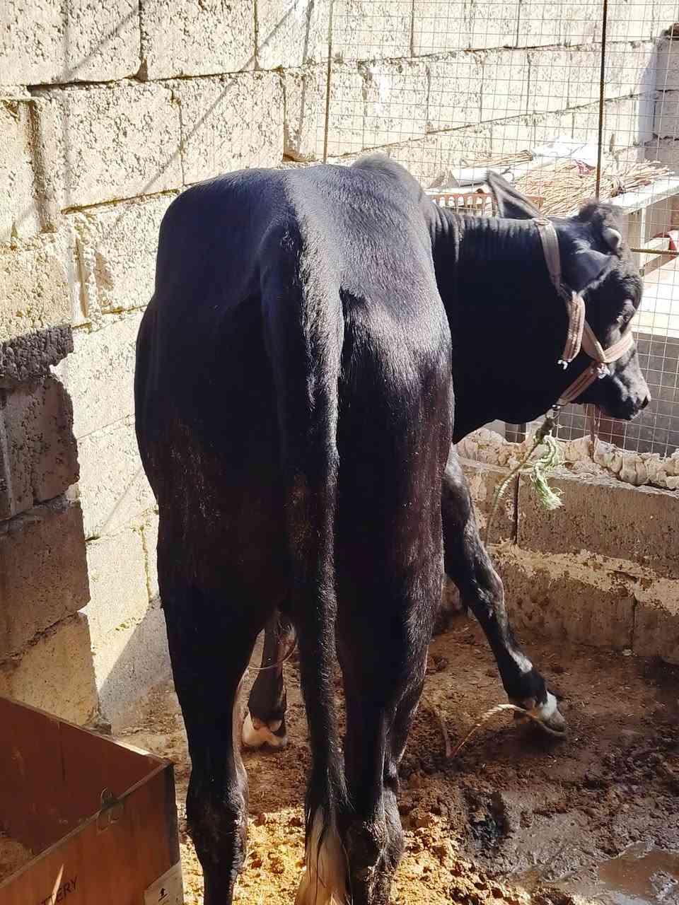 جوز حوالي • درجة أولى • اسديرة وسطى