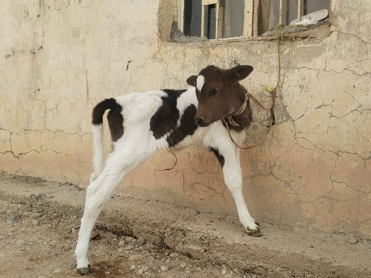 مبادلة • كوشة • ناحية الزاب