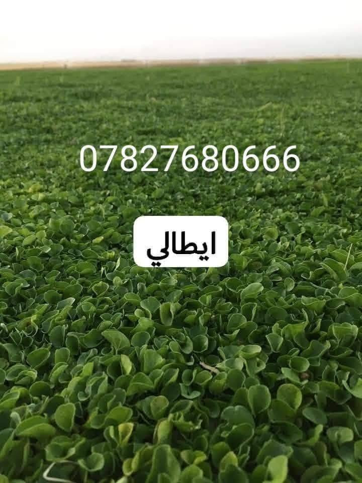 🌿 في بداية الموسم الجديد 🌿
نُعلن عن توفر الثيل الهندي الطبيعي – درجة أولى 💚
خضار 100٪ ويتحمل جميع الظروف المناخية 🌞🌧️

✅ نوعية ممتازة
✅ دائم الخضرة
✅ توصيل سريع لجميع محافظات العراق
✅ أسعارنا الأنسب… وتخفيضات لفترة محدودة 🫢

✨ نوفر أفضل أنواع الثيل الطبيعي:
#هندي – #أمريكي – #إيطالي – #إنكليزي

📌 جاهزون لتجهيز وفرش الحدائق 🏡
والدوائر الحكومية 🏢
والملاعب 🏟️ والمنتزهات 🌳

⏱️ توصيل خلال 24 ساعة
💸 الأسعار حسب الكمية

📞 للاستفسار والتواصل:
‏‪***********
***********
أهلاً بكم في مزارع ديالى لثيل الهندي الطبيعي 🌱
#ثيل_طبيعي #مزارع_حسن #ديالى #تنسيق_حدائق #عروض_مميزة #عشب_طبيعي #ثيل_عراقي
