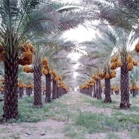 نخل • طوال • بابل