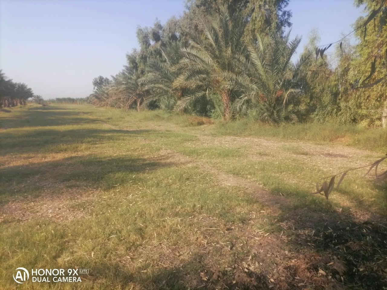 الكرمه الروفه • ٣ دونم • طابو زراعي