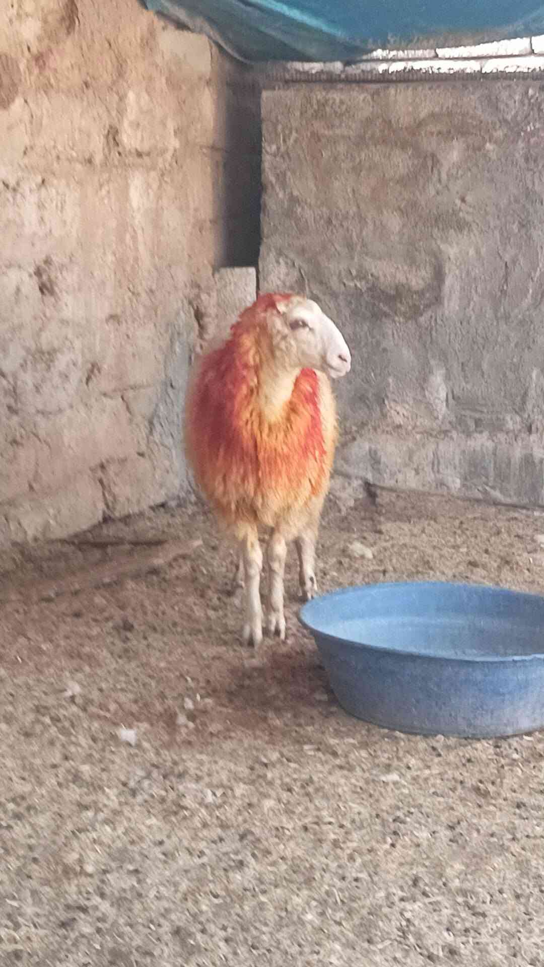 السلام عليكم 
 دجه صرصه  للبيع 
خشف تبارك الرحمن 
خشانه ونصاحه فول 
مكفوله من كل عيب 
مكاني الشرقاط 
***********

