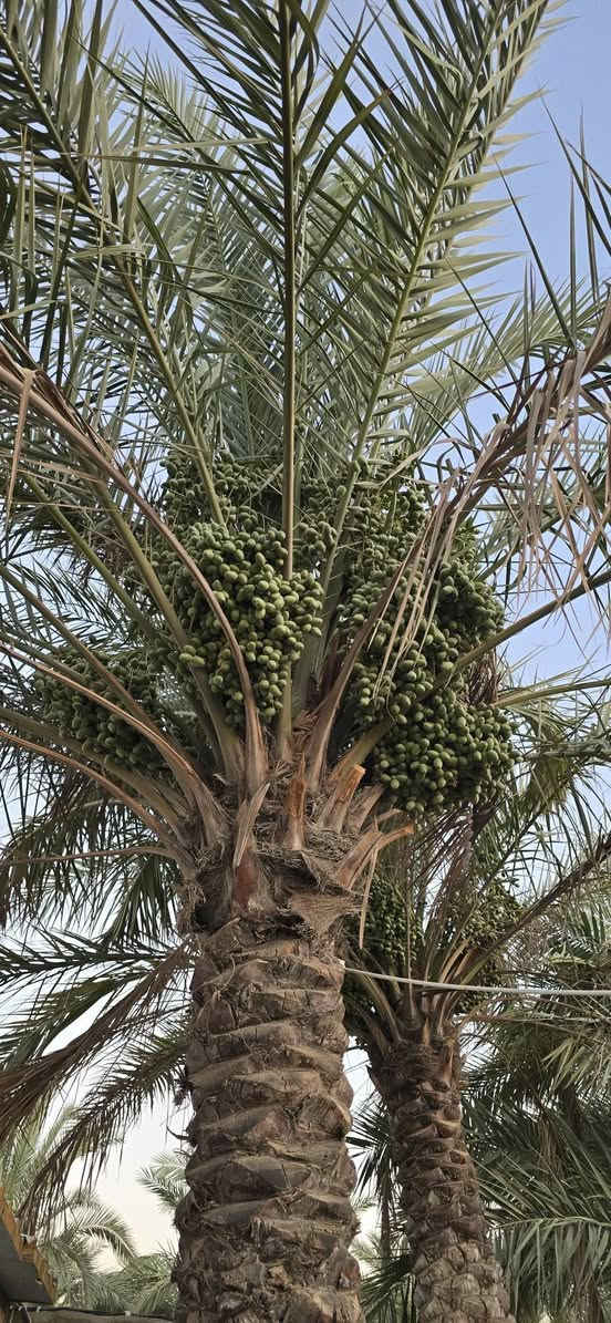 مزرعه للبيع ٩٠٠ م 
طابو زراعي سند ٢٥ 
حله / بزل حجي علي قرب السيطره القديمه 
***********
