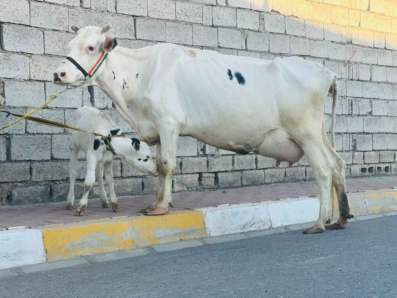 بچر فرنسي • شرط الدسامة • ناحية الزاب