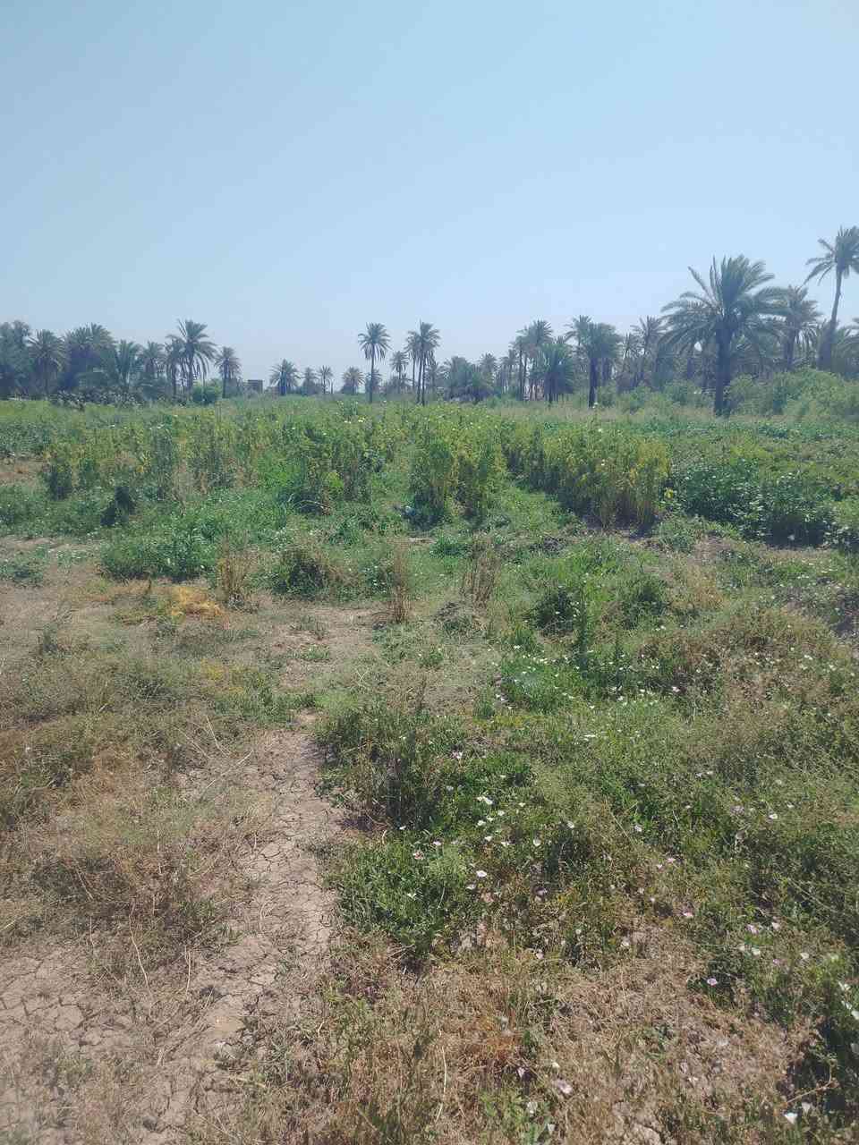 السلا م عليكم
3 دونم للبيع في منطقة هوى الشام توجد كافة الخدمات كهرباء وماء ومدارس وتبليط إلى القطعه تبعد عن الشارع العام 3ونص كيلو على طريق حله قاسم.... تبعد عن المركز 10كيلو... طابو زراعي سند 25

سعر الدونم 30 مليون
للاستفسار
 ***********

***********
