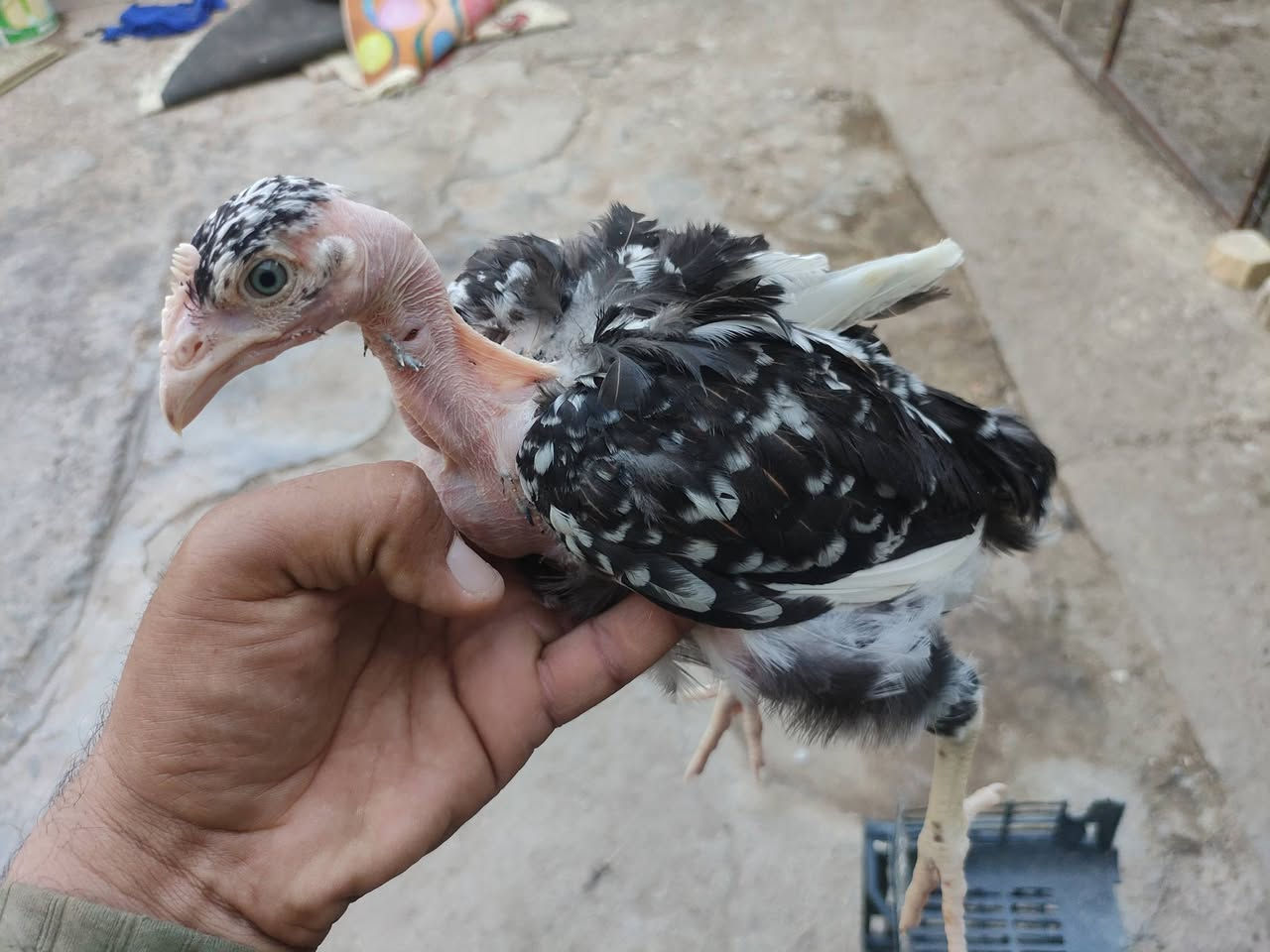 اللهم صلي على محمد وآل محمد
🐤توفر وجبه  بورسلان مثل ما واضح بلتصوير
🐤العمر  (50)يوم  العدد(13) زوج    
🐤سعر الزوج (10) الف
🐤 مكان ناصرية قضاء الدوايه
🐤توصيل متوفر   للتواصل واتساب ***********
