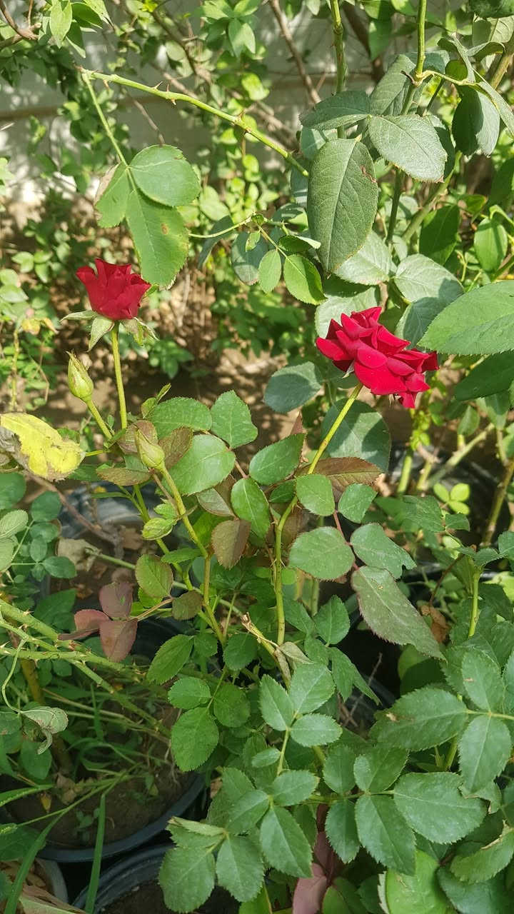 جوري عراقي • عطري • شتلة