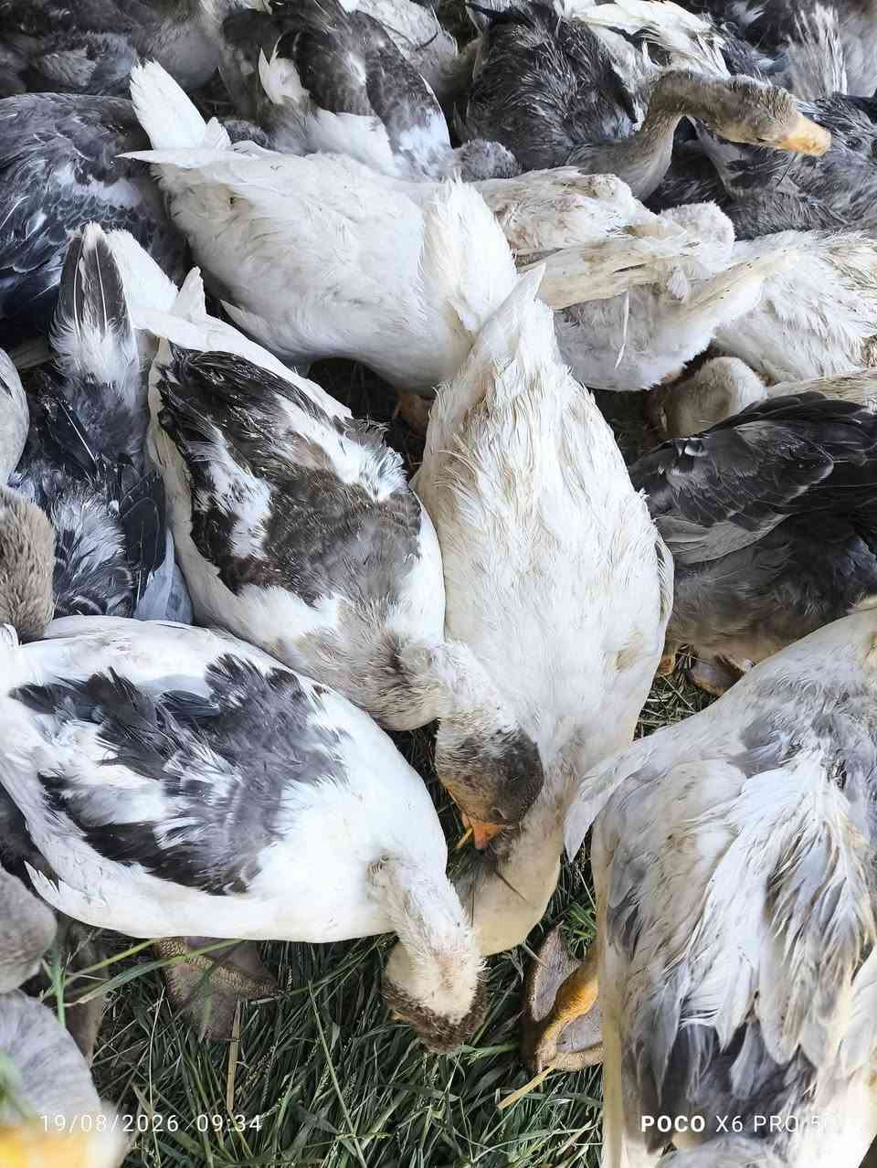 سلام عليكم بط للبيع سعر الزوج 30 الف نجف قضاء المناذره ***********
