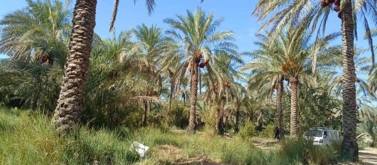 بستان1100 متر للبيع طابو زراعي سند 25 تحويل مباشر بسم المشتري السعر 100 مليون وقابله للتفاوض العنوان بغداد ناحية الراشدية قرب البحيرة تتوفر جميع الخدمات للاستفسار الاتصال على الرقم *********** مكتب العبيدي للعقار
