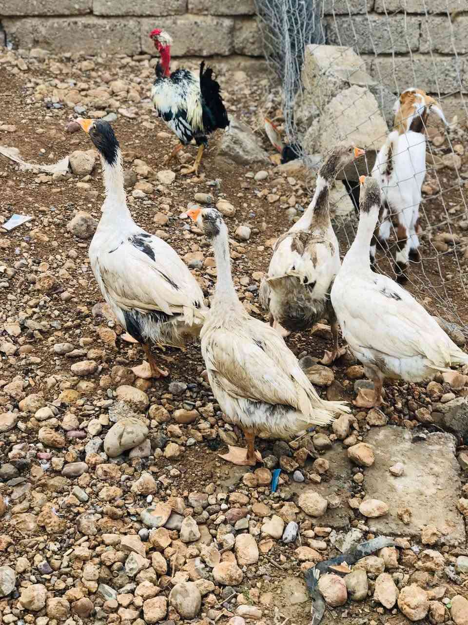 بصراويات • ٣.٥كيلووات • قريه السرت