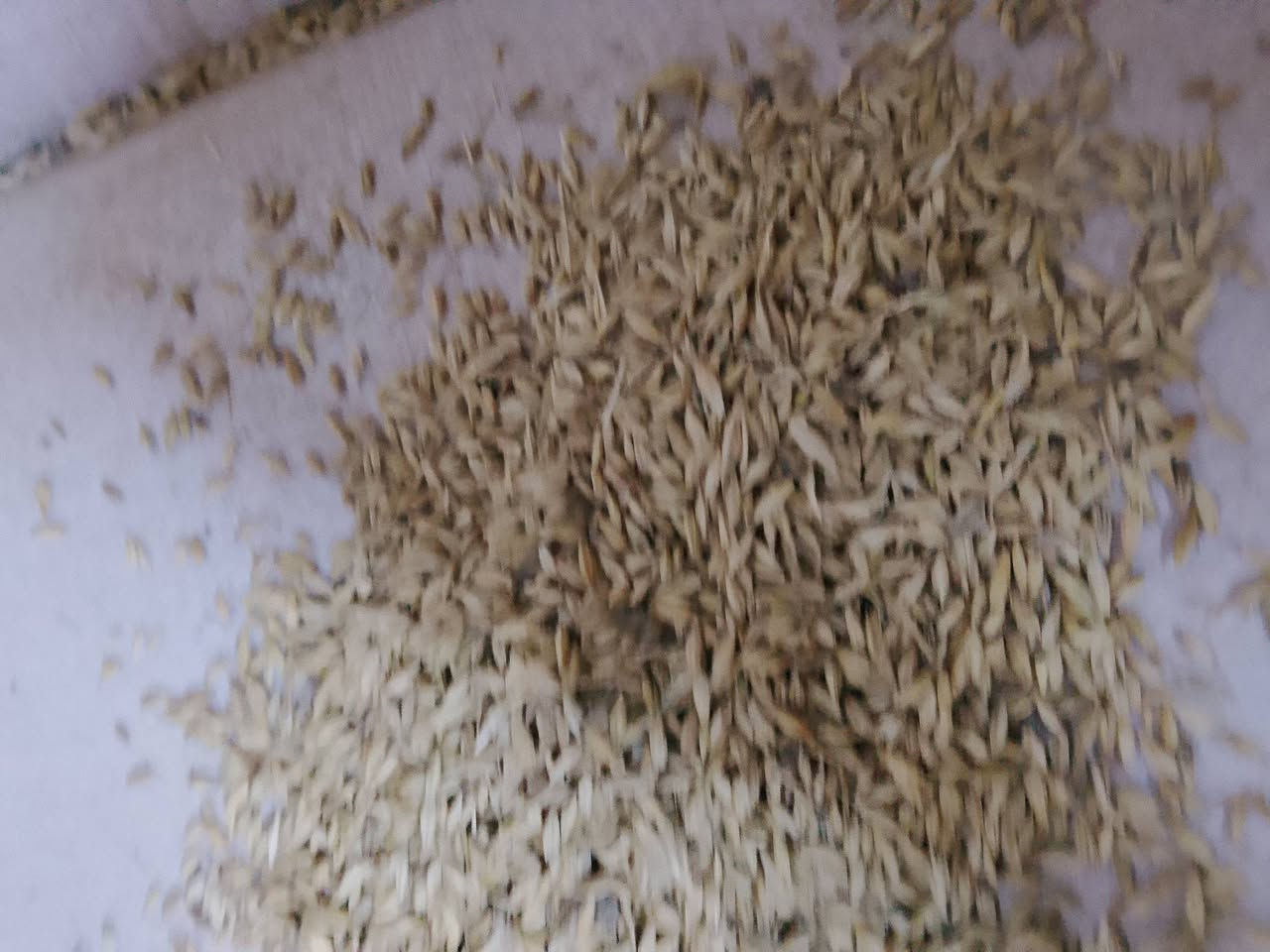 شعير عراقي ابيض بذور نضافه كدامكم كميه 20طن مكاني واسط صويره يوجد توصيل لجميع المحافظات سعر 650... ***********
