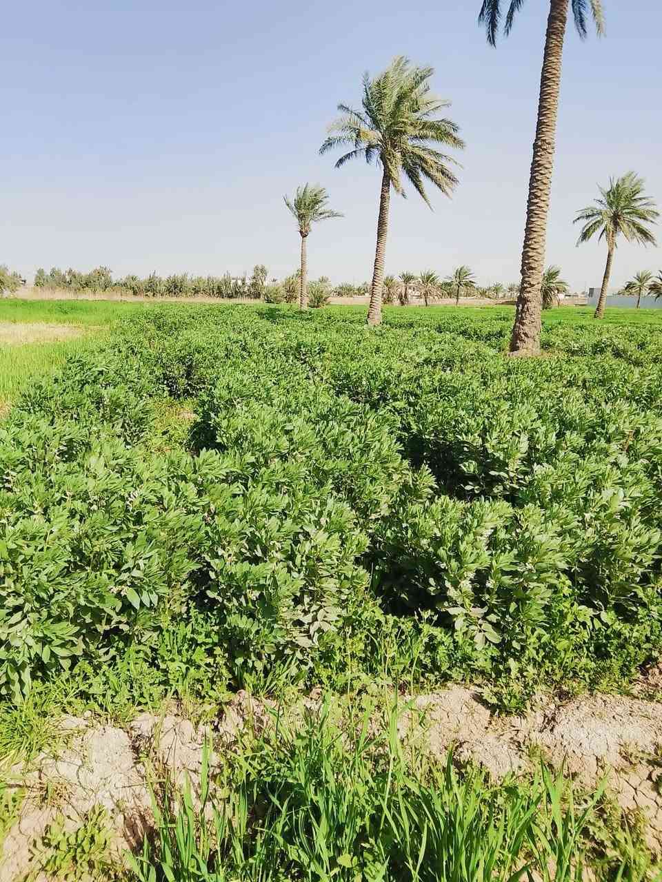 ارض دونم 400 متر زراعي 117 للبيع في ابو غريب منطقه البعامر قريبه على مستشفى ابو غريب غريبه على المدارس زادا شارع عرض،سته امتار وتبعد عن الشارع الرئيسي 100 متر خدمات ماي ساله ماء ما سقي كهرباء قريبه  هذا بي واتساب الرقم ***********
