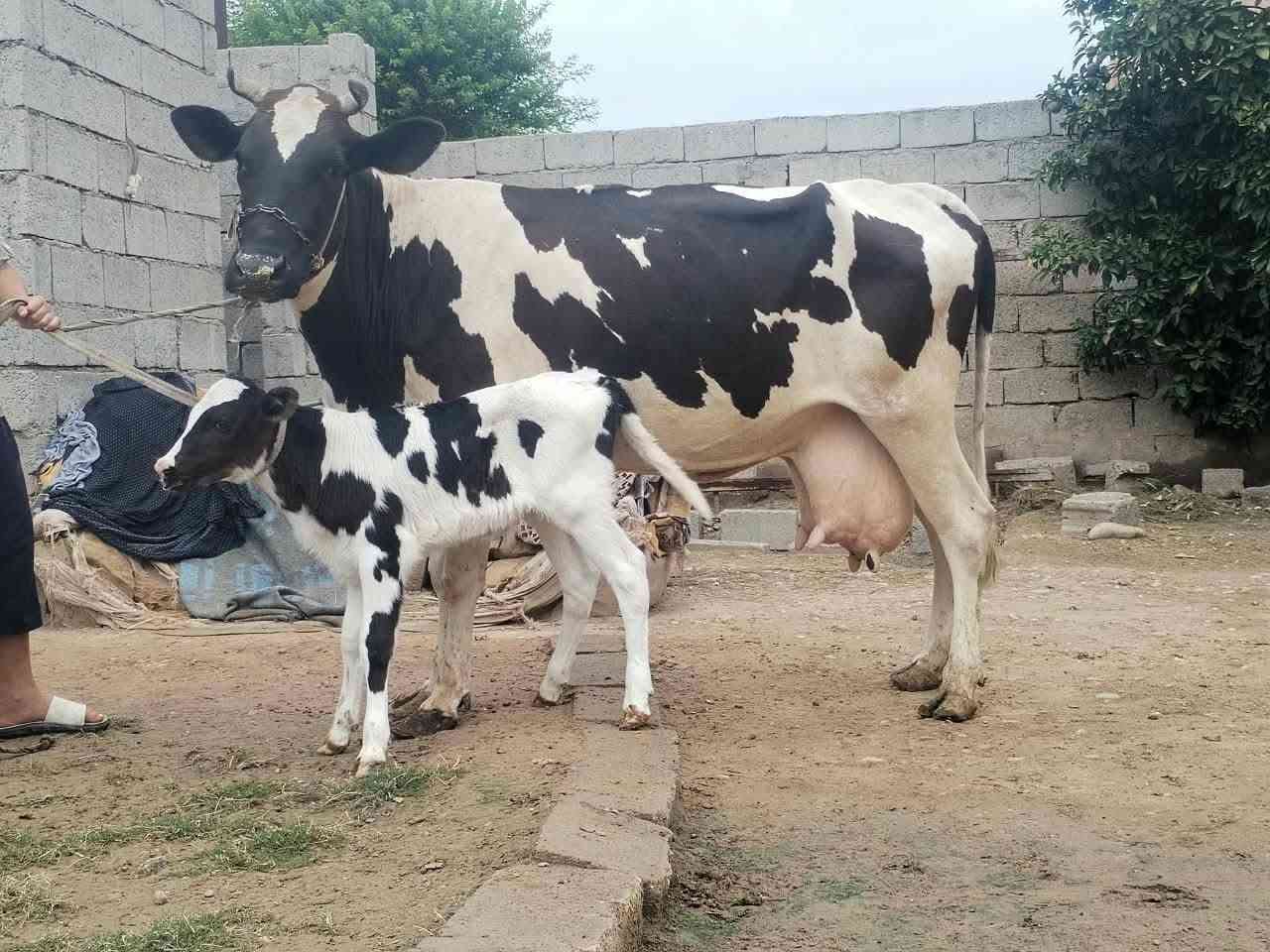 بقرة • حليب مضمون • دسامة
